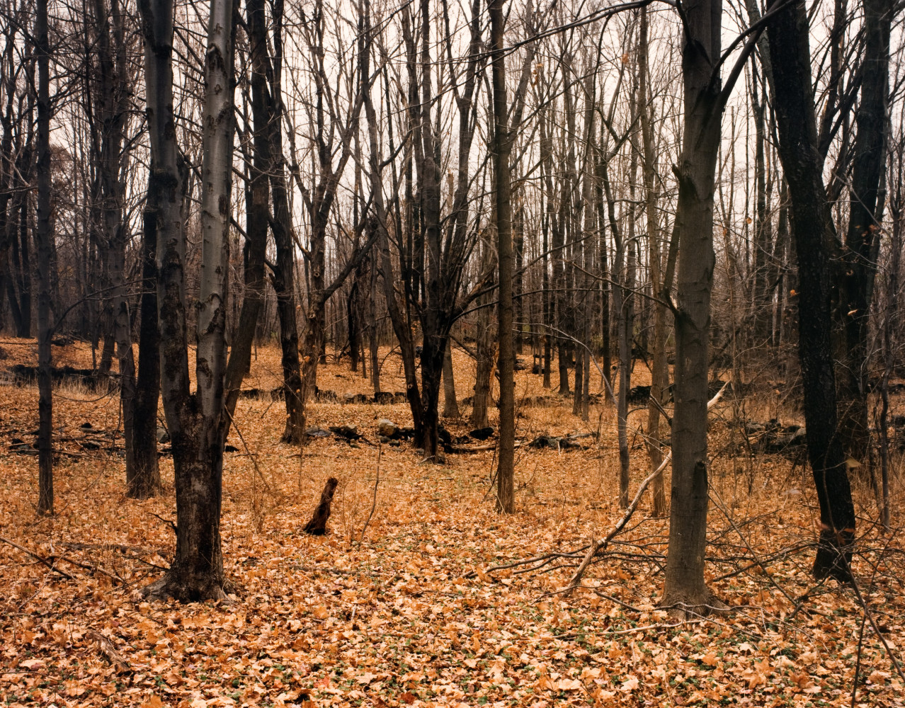 Joel Sternfeld, ‘Forest Behind Park-and-Ride Area, Interstate 84, Patterson, New York 1995’