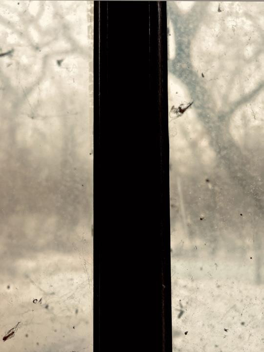 Lawrence Carroll, ‘Morning oak – 2’, 2019, Velvet Fine Art Paper Archival Ink Jet Print