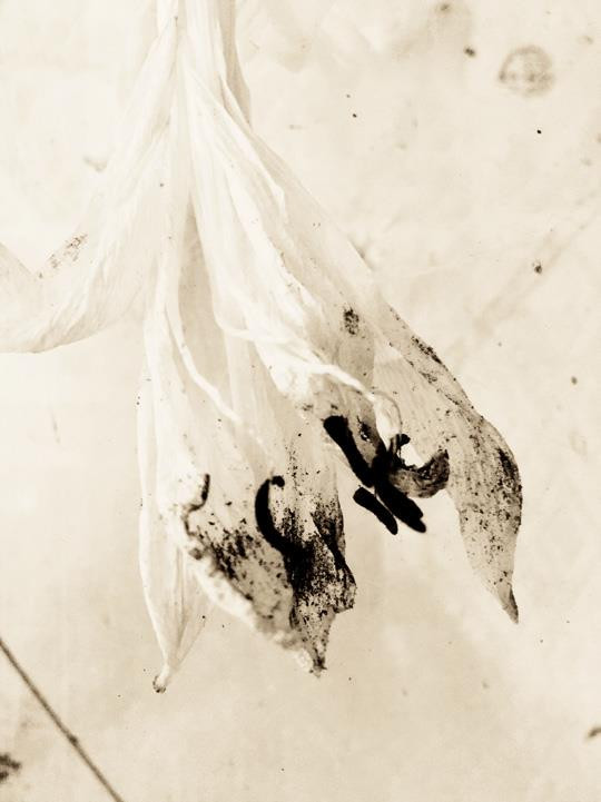 Lawrence Carroll, ‘Ghost lillies – 2’, 2019, Velvet Fine Art Paper Archival Ink Jet Print