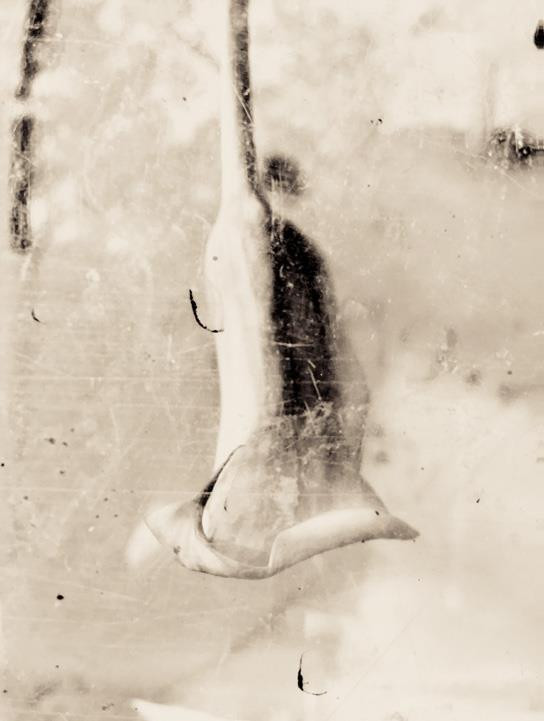 Lawrence Carroll, ‘Winter lily -3’, 2019, velvet fine art paper archival ink jet print