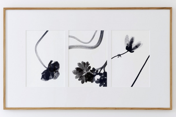 Marco D'Anna, ‘Saxifraga rotundifolia Ranunculus glacialis’, 2015, Fine Art Print on Hähnemühle paper